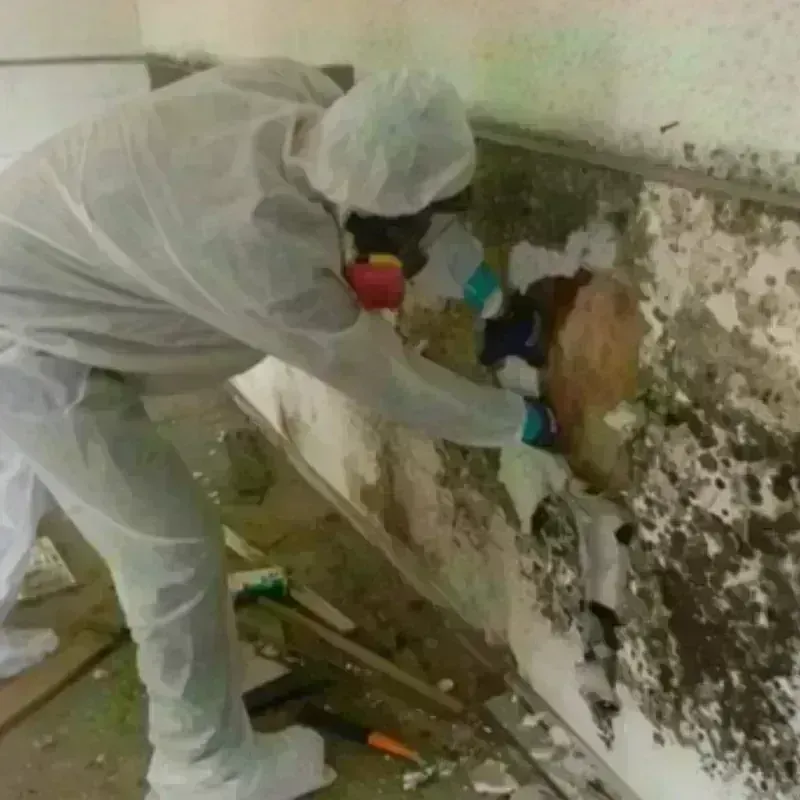 Mold Remediation and Removal in Chelan, WA